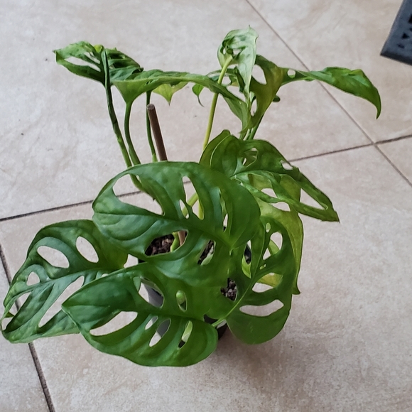 Monstera Adansonii (G) | 3" pot - Picture 7 of 10
